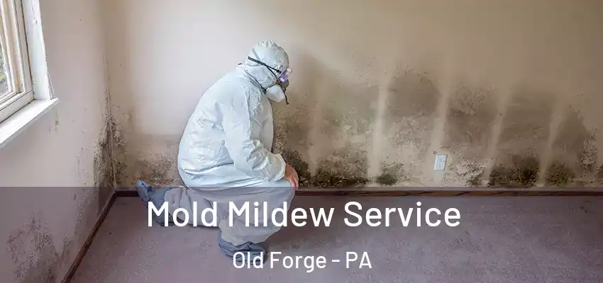 Mold Mildew Service Old Forge - PA