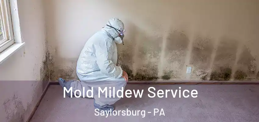 Mold Mildew Service Saylorsburg - PA