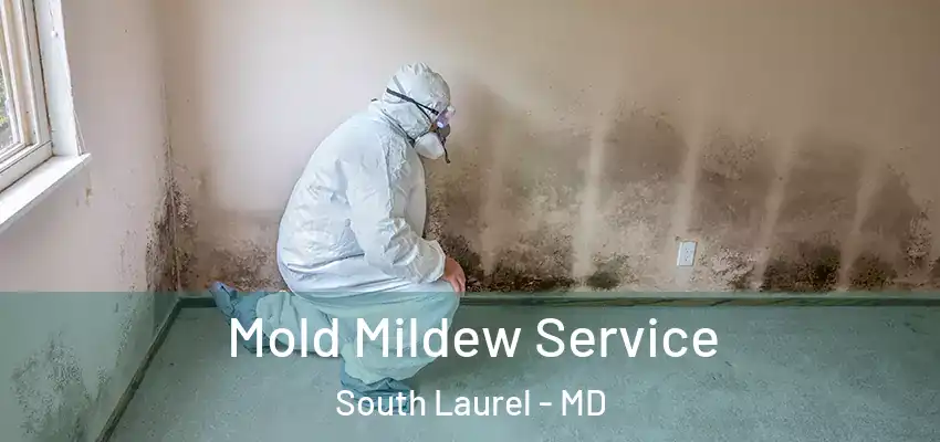Mold Mildew Service South Laurel - MD