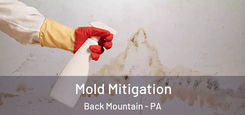 Mold Mitigation Back Mountain - PA