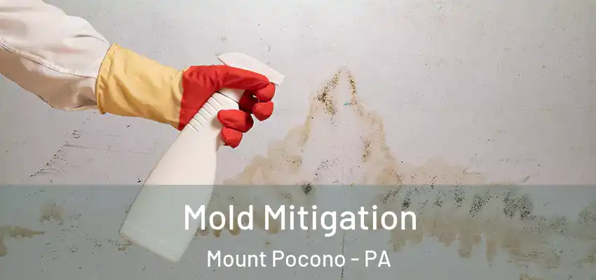 Mold Mitigation Mount Pocono - PA
