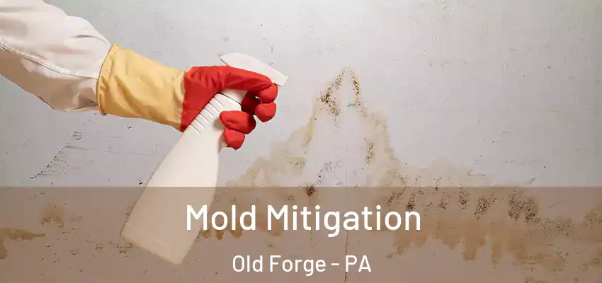 Mold Mitigation Old Forge - PA