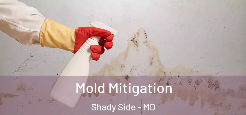 Mold Mitigation Shady Side - MD