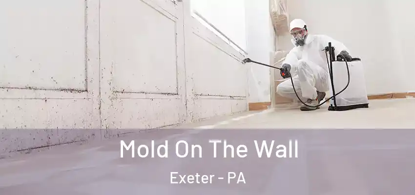  Mold On The Wall Exeter - PA