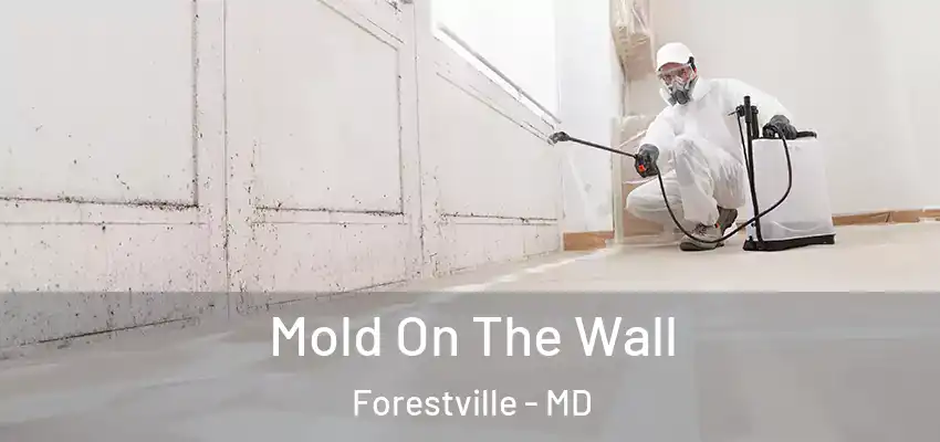 Mold On The Wall Forestville - MD