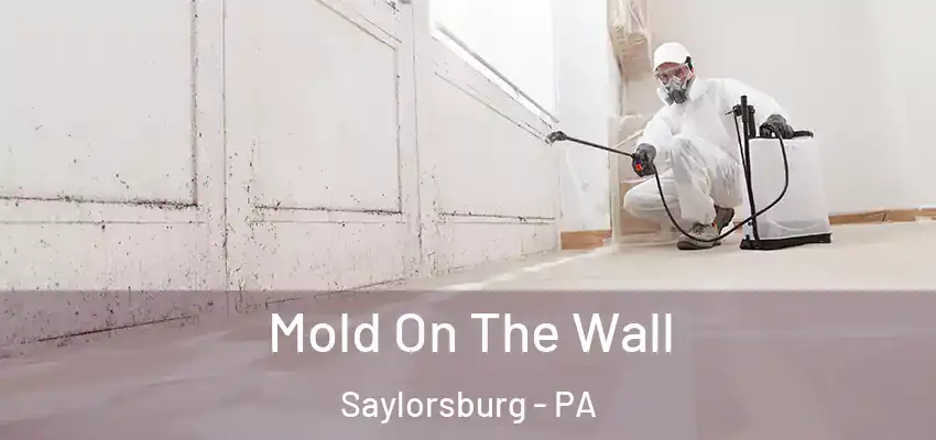 Mold On The Wall Saylorsburg - PA
