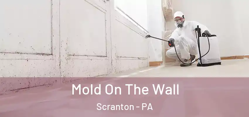 Mold On The Wall Scranton - PA