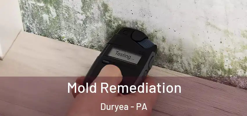 Mold Remediation Duryea - PA