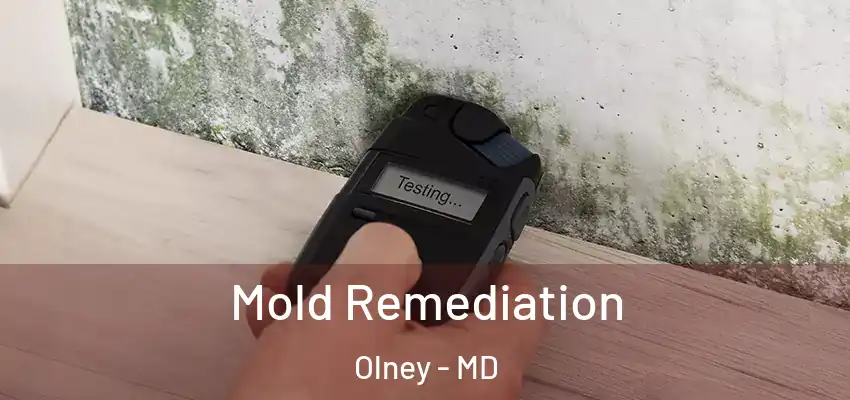 Mold Remediation Olney - MD