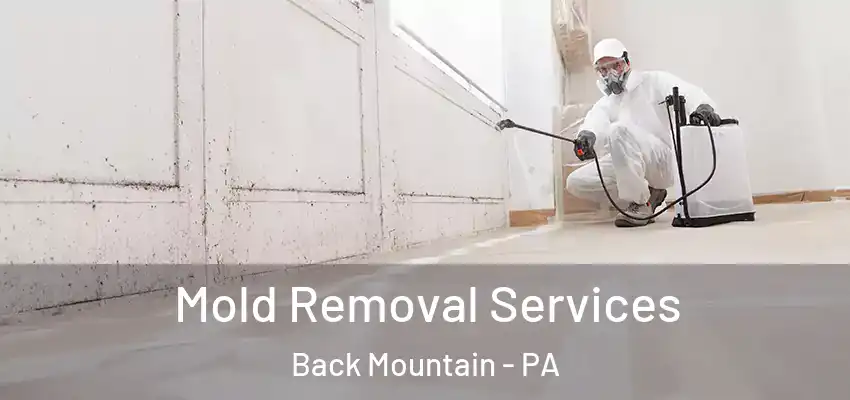 Mold Removal Services Back Mountain - PA