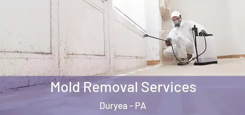 Mold Removal Services Duryea - PA