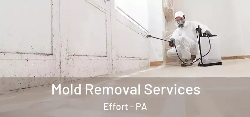 Mold Removal Services Effort - PA