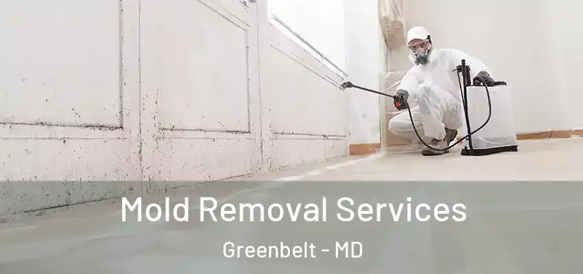 Mold Removal Services Greenbelt - MD
