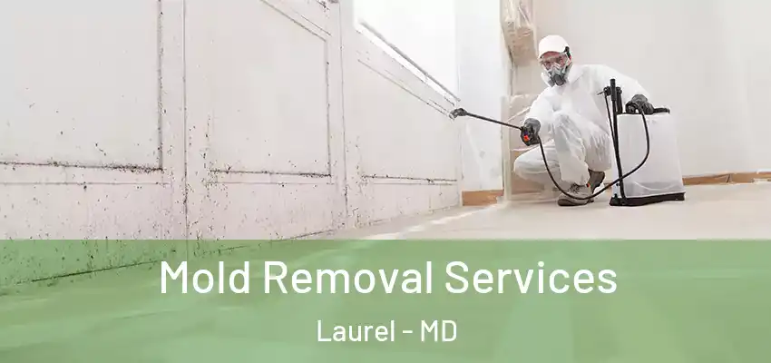 Mold Removal Services Laurel - MD
