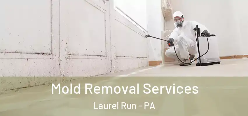 Mold Removal Services Laurel Run - PA