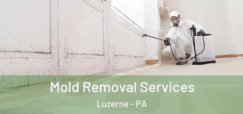 Mold Removal Services Luzerne - PA