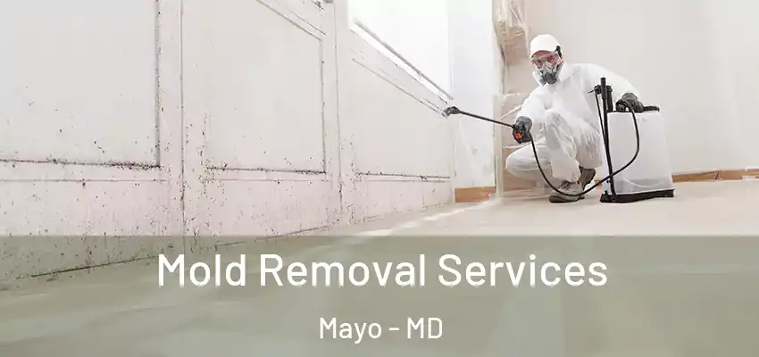 Mold Removal Services Mayo - MD