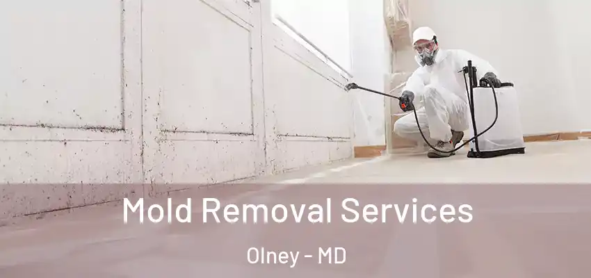 Mold Removal Services Olney - MD