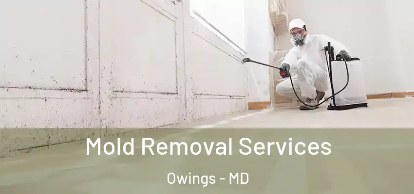 Mold Removal Services Owings - MD
