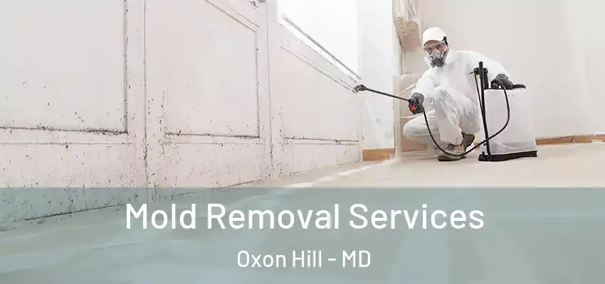 Mold Removal Services Oxon Hill - MD