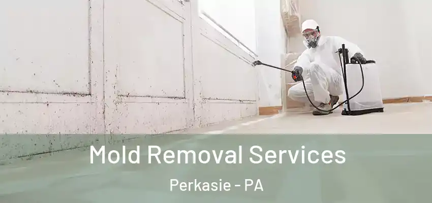 Mold Removal Services Perkasie - PA