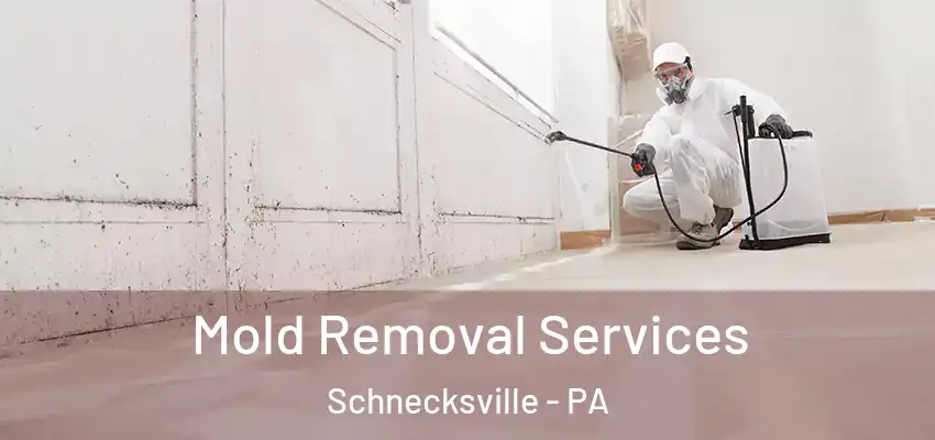 Mold Removal Services Schnecksville - PA