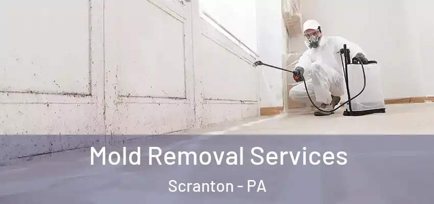 Mold Removal Services Scranton - PA
