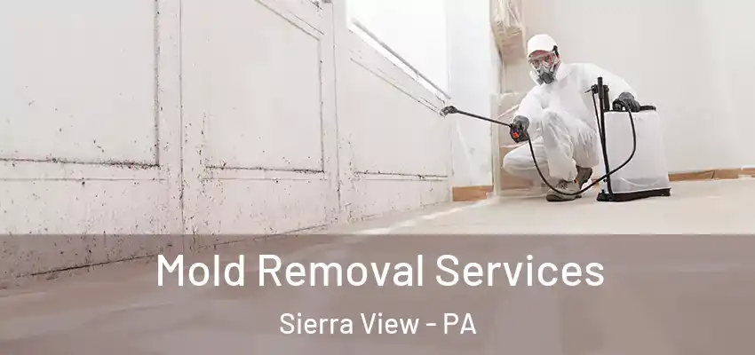 Mold Removal Services Sierra View - PA