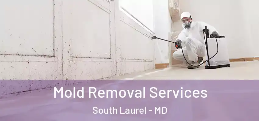 Mold Removal Services South Laurel - MD