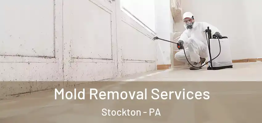 Mold Removal Services Stockton - PA