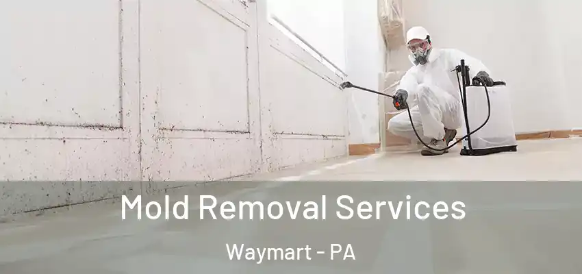 Mold Removal Services Waymart - PA