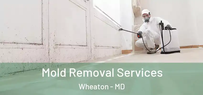 Mold Removal Services Wheaton - MD